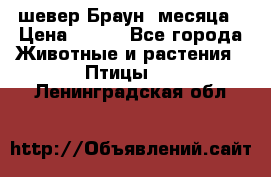 шевер Браун 2месяца › Цена ­ 200 - Все города Животные и растения » Птицы   . Ленинградская обл.